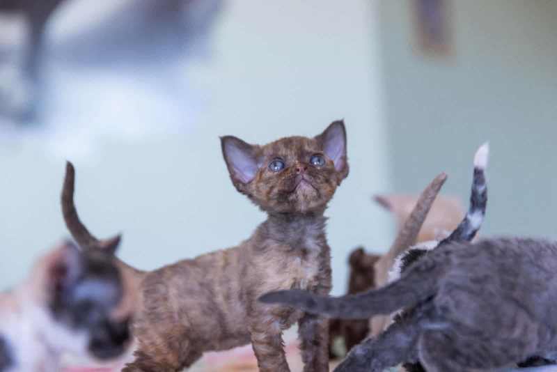Cuddly and Affectionate Devon Rex Kittens – Ready for Their Forever Homes - Image 4