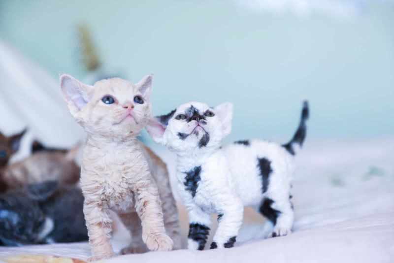 Cuddly and Affectionate Devon Rex Kittens – Ready for Their Forever Homes