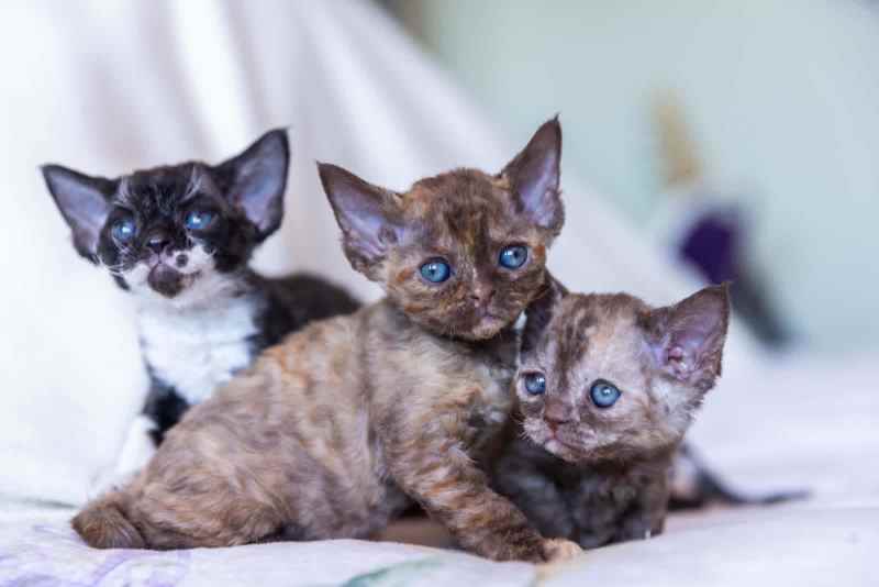 Cuddly and Affectionate Devon Rex Kittens – Ready for Their Forever Homes - Image 2
