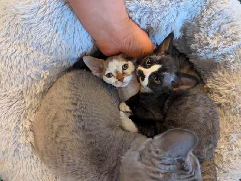 Cuddly and Affectionate Devon Rex Kittens – Ready for Their Forever Homes - Image 3