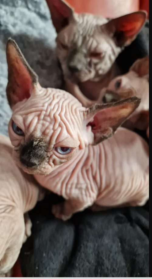 2.67 Adopt Royal Sphynx kITTEN