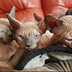 SPhynx Kittens