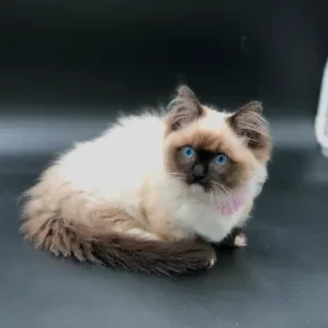 Beautiful Ragdoll Munchkin Kittens