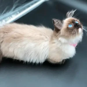 Beautiful Ragdoll Munchkin Kittens