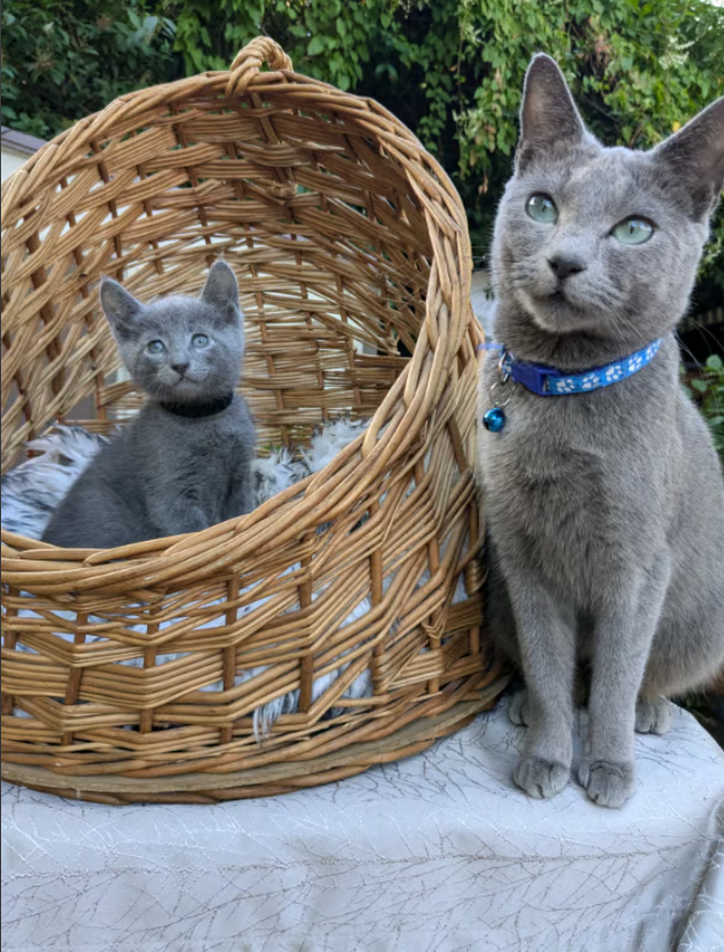 22.2 Pedigree Russian Blue kittens