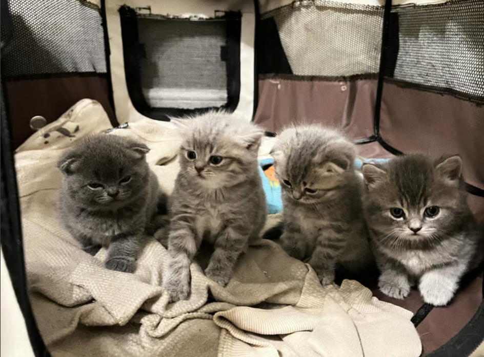 25. Scottish fold and straigh ear kittens