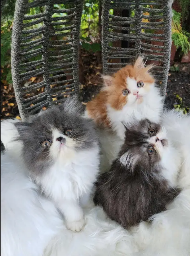 3. Adopt gray and white Persian Kittens