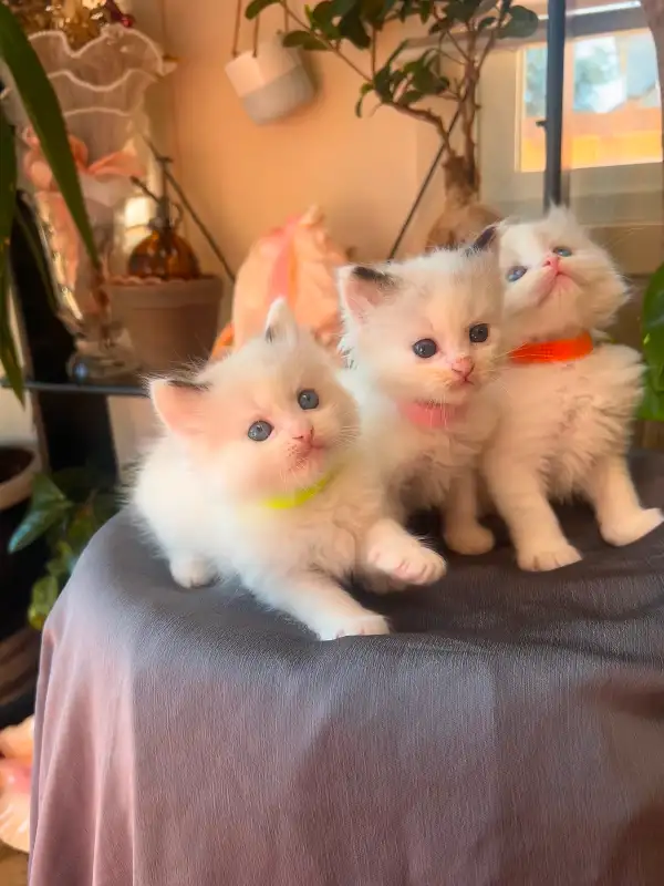 4. Little Wonders ragdoll kittens 1