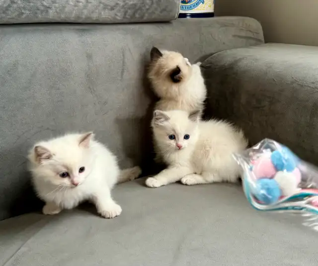 4. Show Quality Purebred Bi color Ragdoll Kittens