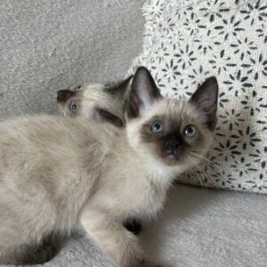 Seal point Siamese kittens