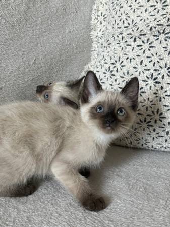 6. Pure seal point Siamese kittens