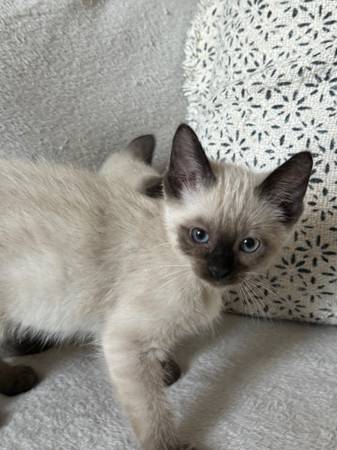 6.1 Buy Pure sealed point Siamese kittens