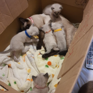 Seal point Siamese kittens