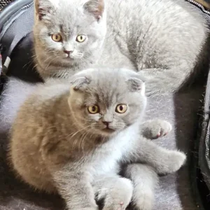 Scottish Fold and Straight Kittens