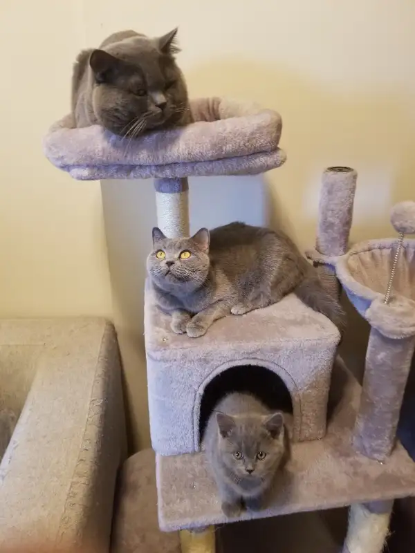 7.1 7. Blue Scottish Fold and Straight Parents 1