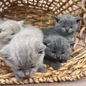 Scottish Fold and Straight Kittens