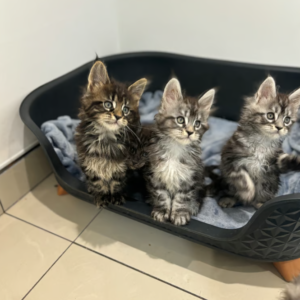 Main Coon Kittens