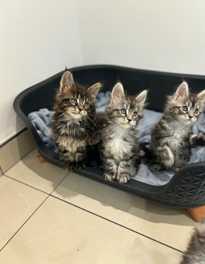 9.1 Main Coon Kittens for sale