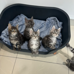 Main Coon Kittens
