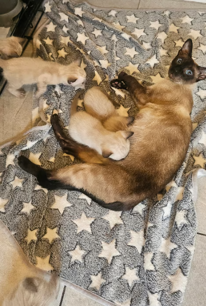 Another royal kitt parents