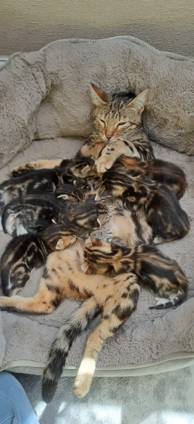 Bengal Parents2
