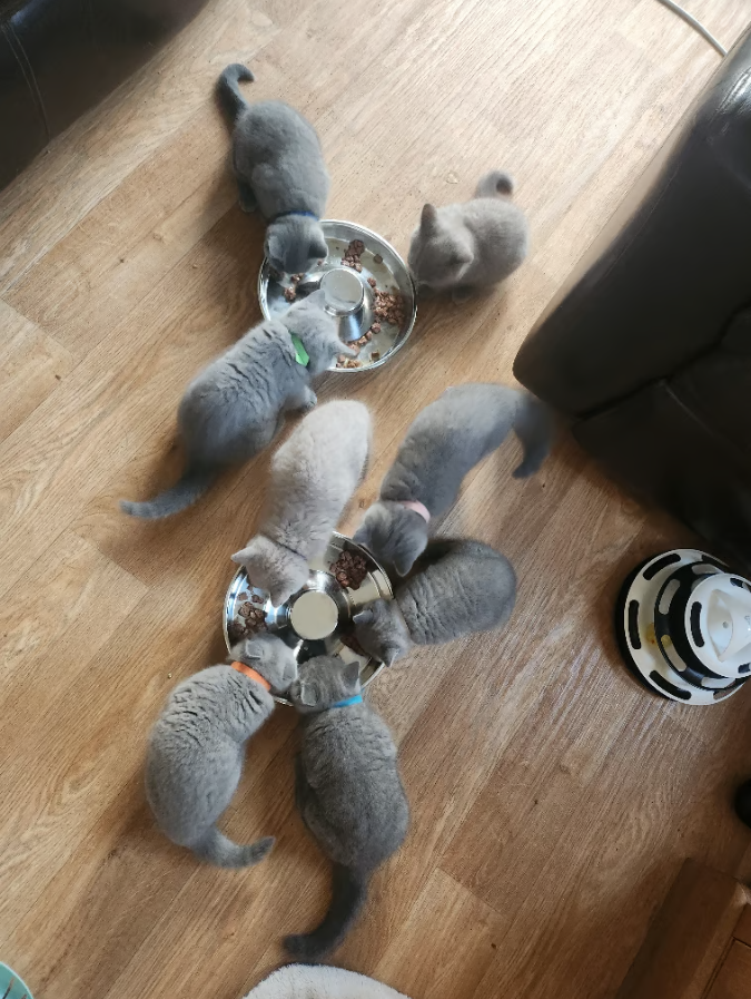 Care Tips for kitten Photo or elsewhere