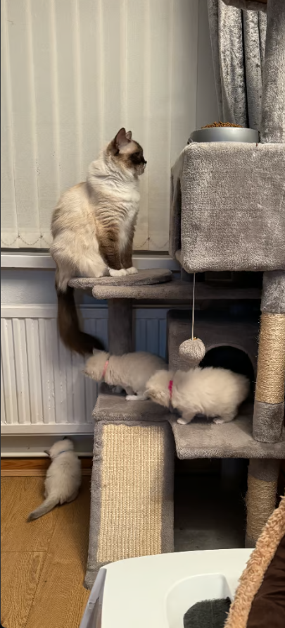 Home page Ragdoll babies 2