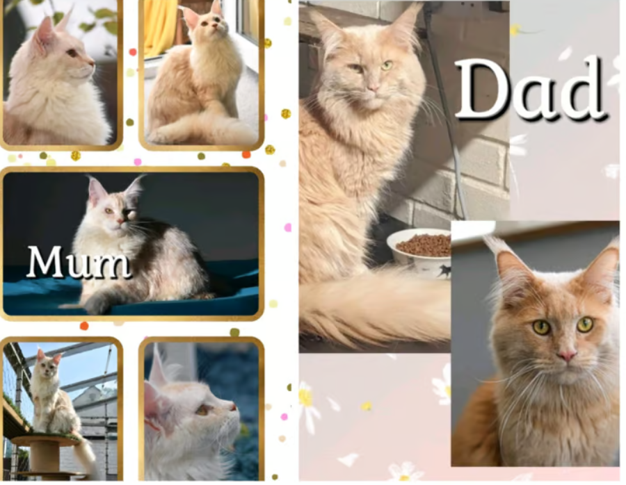 Maine Coon Parents 2