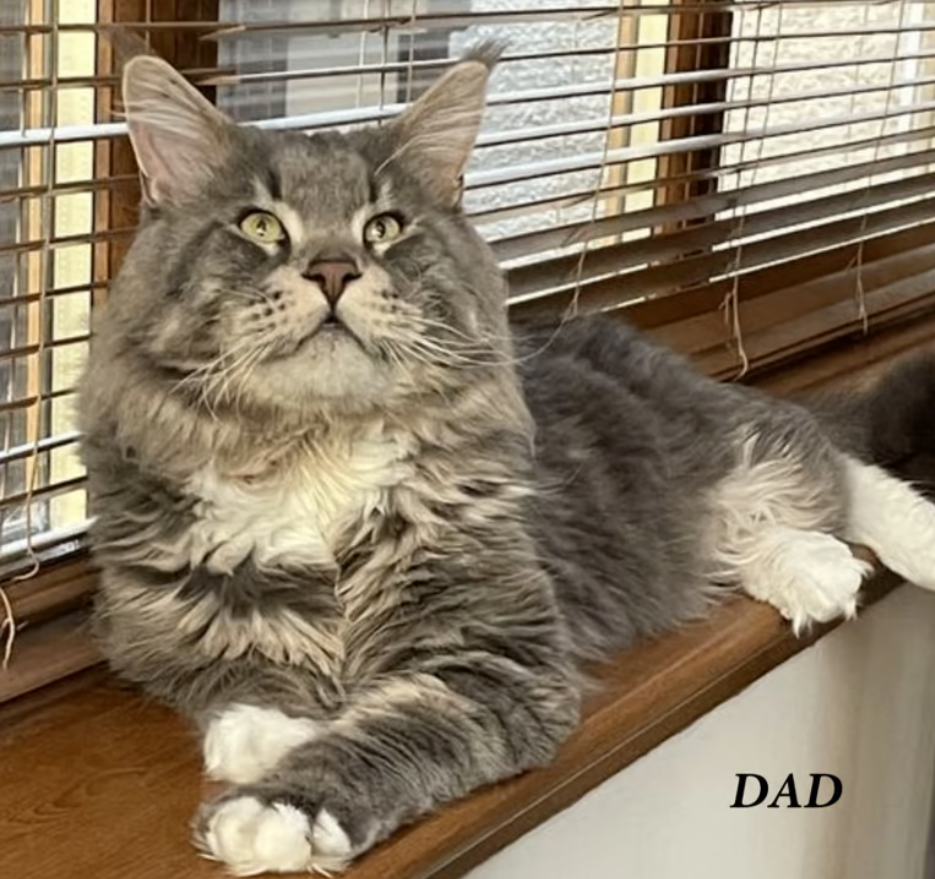 Maine Coon parents3