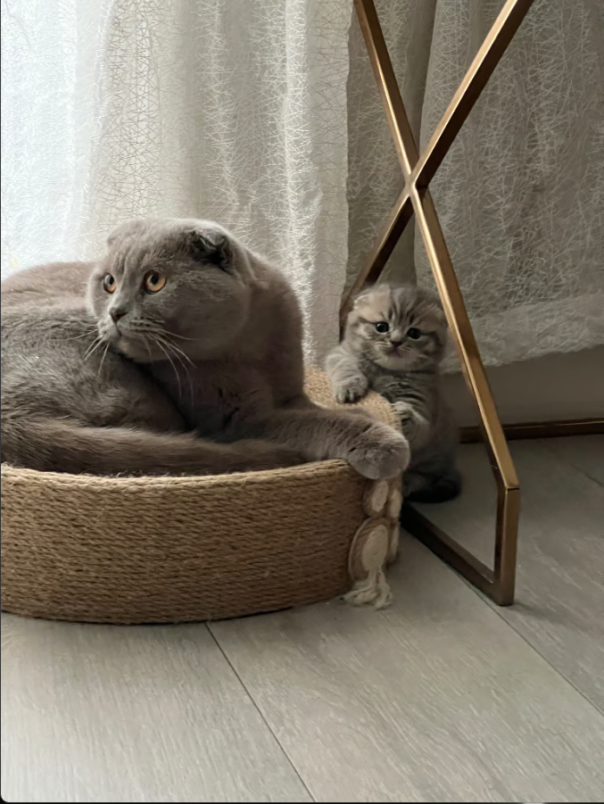 Parents kittens