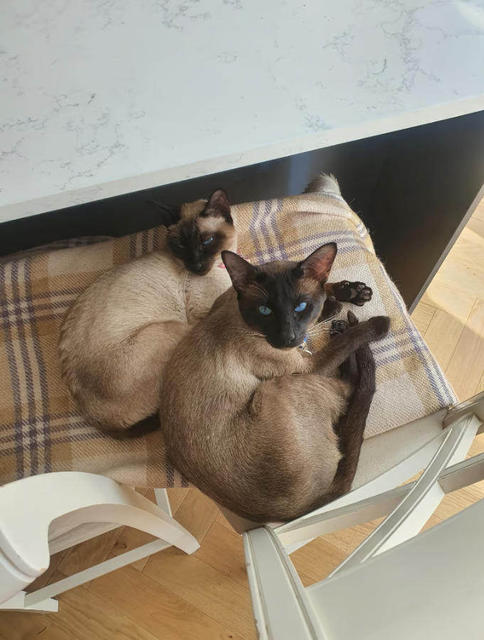 Sealed Point Parents siamese
