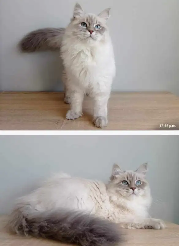 Siberian Neva Masquerade blue tabby point male kitten parents