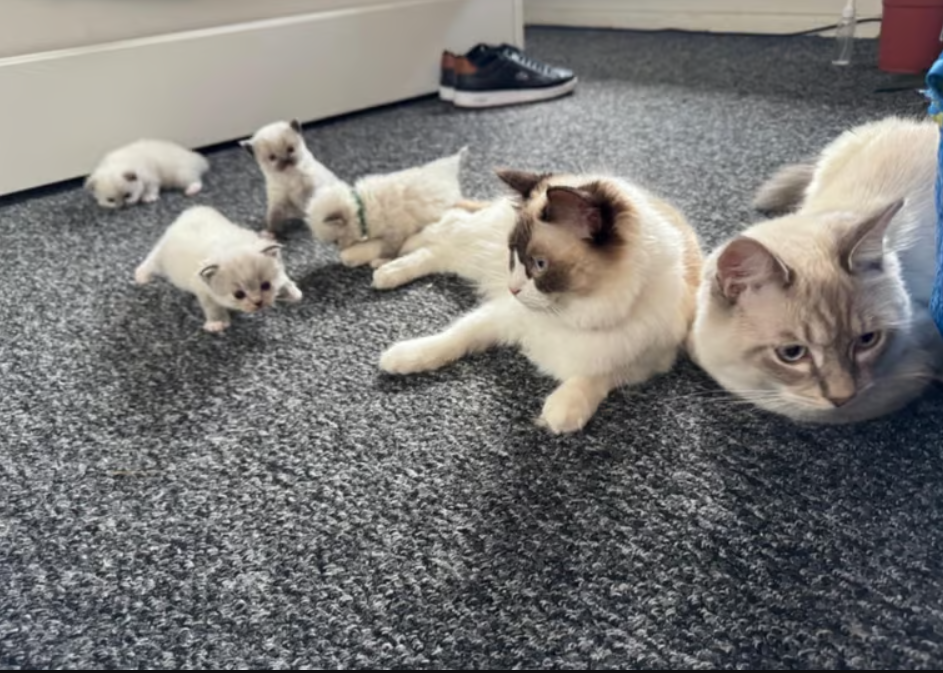 royal parent kitts