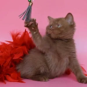 Purebred British Shorthair Cinnamon girl and boy