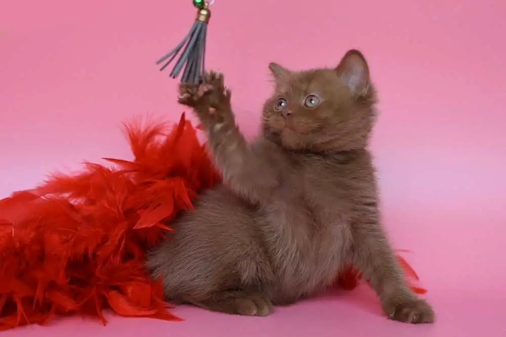 British Shorthair Cinnamon girl