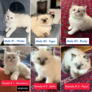 Gorgeous Purebred Ragdoll Kittens