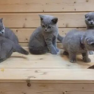 Scottish fold and straight kittens for sale
