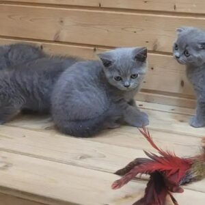 Scottish fold and straight kittens for sale