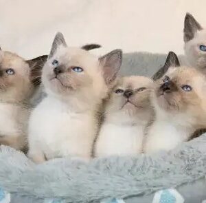 Full blood Registered Siamese Kittens