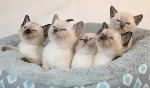 Blue Point kittens from reputable breeder