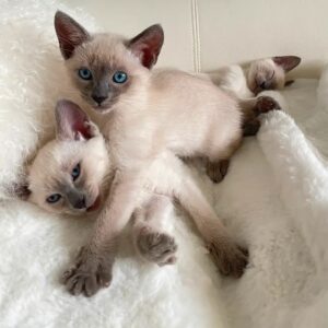 Full blood Registered Siamese Kittens