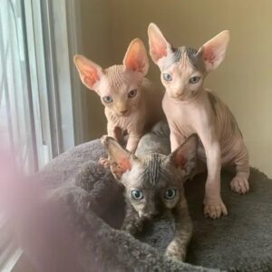 Elf Ears Sphynx kittens for Adoption