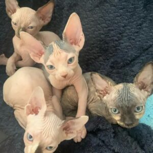 Elf Ears Sphynx kittens for Adoption