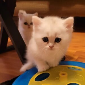 Exotic Shorthair Persian kittens