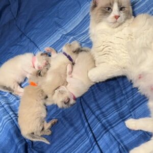 Gorgeous Purebred Ragdoll Kittens