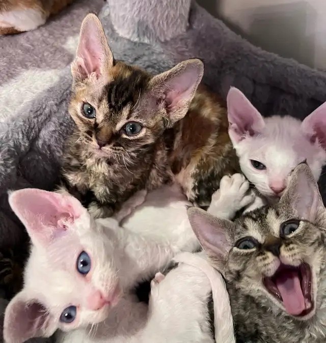 1.1 Devon Rex kittens now