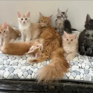 Gatitos Maine Coon 1