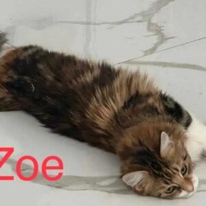 Gatitos Maine Coon 1