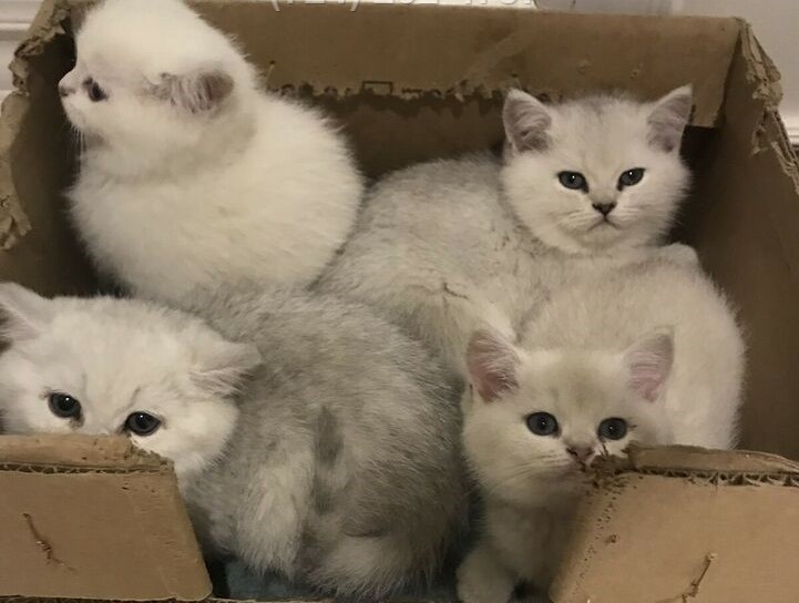 10.1 Silver tabby and Silver shaded bsh