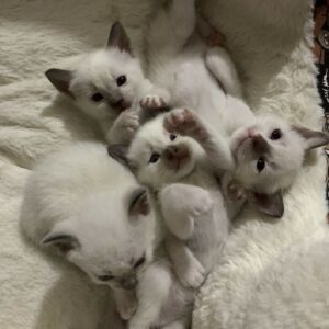Gatitos Siamese 10